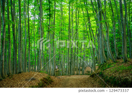 White Prince of the Plateau 129473337