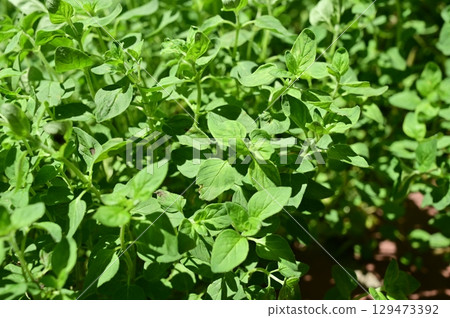 牛至(唇形科)牛至葉 牛至(唇形科)牛至葉 129473392