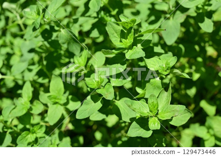Oregano (Lamiaceae) Origanum leaves Oregano (Lamiaceae) Origanum leaves 129473446