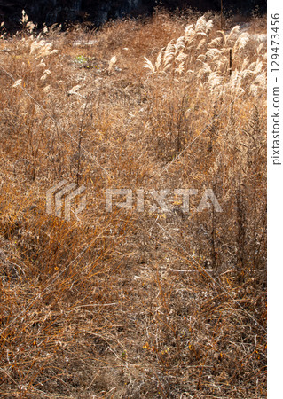 Quiet rural scenery of shining silver grass and footpaths in Gunma Prefecture in winter 129473456