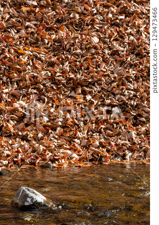 Autumn leaves shining in the sunlight and clear stream landscape background material Autumn leaves shining in the sunlight and clear stream landscape background material 129473466