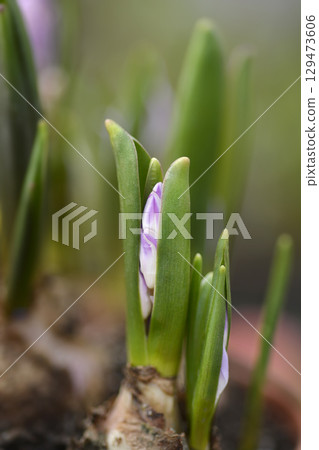 Glory of the Snow Rosea Glory of the Snow Rosea 129473606