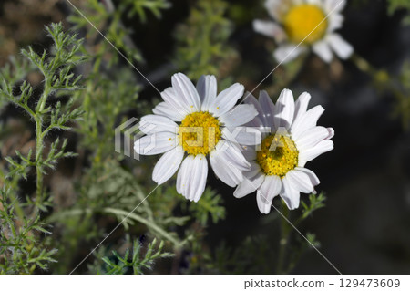 Flattened Alexander's foot 129473609