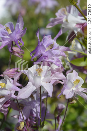 Biedermeier columbine Biedermeier columbine 129473610