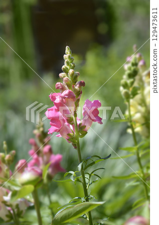 Snapdragon flowers Snapdragon flowers 129473611