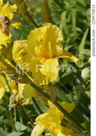Tall bearded iris Goldfackel Tall bearded iris Goldfackel 129473612