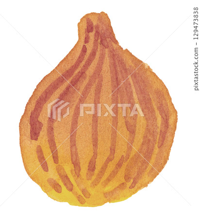 用水彩畫的洋蔥 129473838