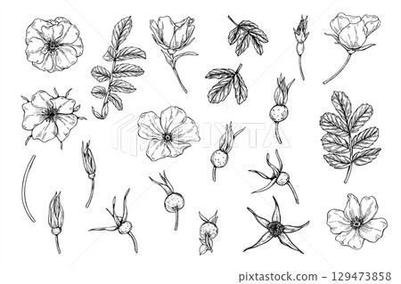 Monochrome rosehip flowers, leaves and berries vector isolated illustration clip art painted by black inks. Wild plant set etching drawing for herbal product packaging, romantic wedding invitations. 129473858