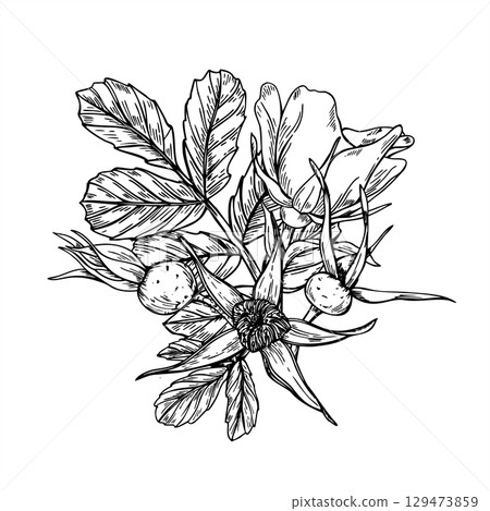 Bouquet of blooming rosehip flowers, berries and leaves vector isolated illustration painted by black inks. Wild dog rose plant graphic sketch for herbal medicine packaging, greeting card, beaty decor 129473859