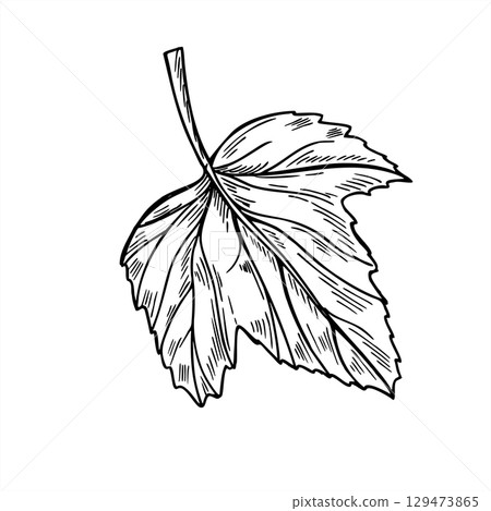 Monochrome blackcurrant leaf vector illustration. Hand drawn black and white viburnum or gooseberry plant. Floral element for summer harvest design, herbal tea packaging, organic product decor. Monochrome blackcurrant leaf vector illustration. Hand drawn black and white viburnum or gooseberry plant. Floral element for summer harvest design, herbal tea packaging, organic product decor. 129473865