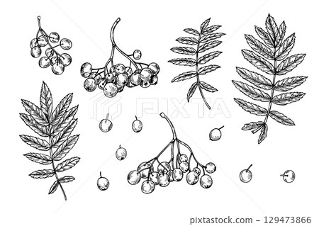 Monochrome vector set of rowan berries in clusters, leaves and separate berries. Hand drawn monochrome mountain ash berry isolated illustration. For herbal medicine packaging, festive decorations. 129473866