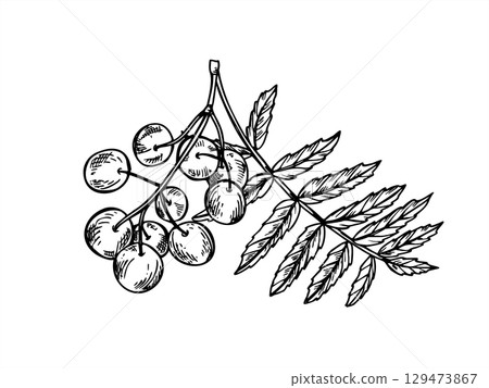 Rowan branch with berry cluster and leaves vector isolated illustration in sketch linear style. Hand drawn monochrome mountain ash berry cluster etching drawing. Autumn winter designs, decoration. Rowan branch with berry cluster and leaves vector isolated illustration in sketch linear style. Hand drawn monochrome mountain ash berry cluster etching drawing. Autumn winter designs, decoration. 129473867