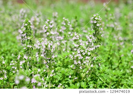 Creeping thyme (Lamiaceae) Thymus vulgare Creeping thyme (Lamiaceae) Thymus vulgare 129474019