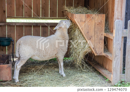 White Wool Sheep Eating Fresh Hay in Rustic Wooden Barn Farm Stable Countryside Agriculture Scene White Wool Sheep Eating Fresh Hay in Rustic Wooden Barn Farm Stable Countryside Agriculture Scene 129474070
