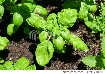 甜羅勒(唇形科)是羅勒屬的一年生植物。 甜羅勒(唇形科)是羅勒屬的一年生植物。 129474071