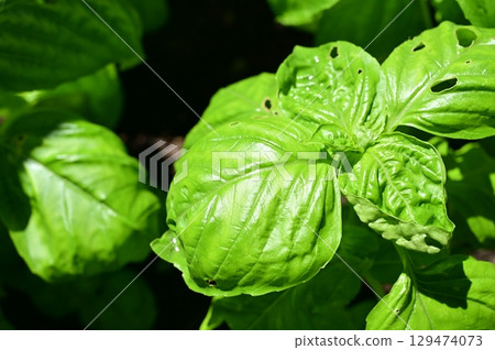 甜羅勒(唇形科)是羅勒屬的一年生植物。 甜羅勒(唇形科)是羅勒屬的一年生植物。 129474073