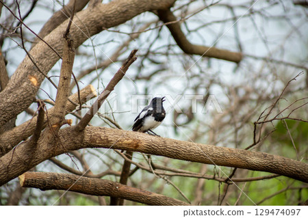 Oriental Magpie Robin bird perch on dry branch Oriental Magpie Robin bird perch on dry branch 129474097