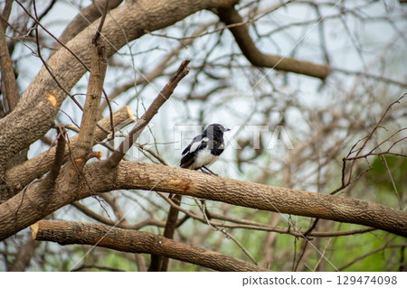Oriental Magpie Robin bird perch on dry branch 129474098