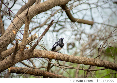 Oriental Magpie Robin bird perch on dry branch 129474099