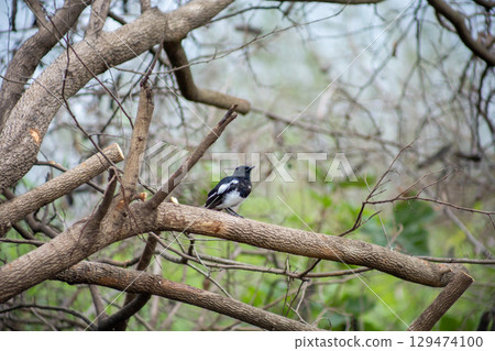 Oriental Magpie Robin bird perch on dry branch Oriental Magpie Robin bird perch on dry branch 129474100