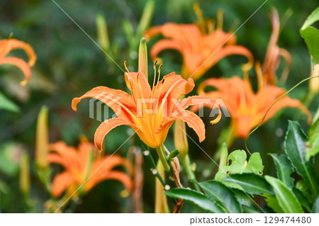 Japanese Daylily 129474480