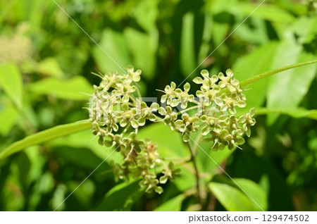 Lemon Myrtle (Myrtaceae) 129474502