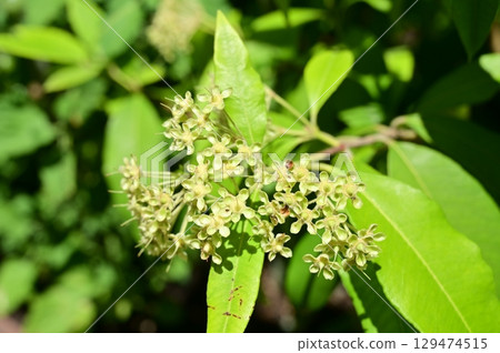 檸檬桃金孃（桃金孃科） 129474515