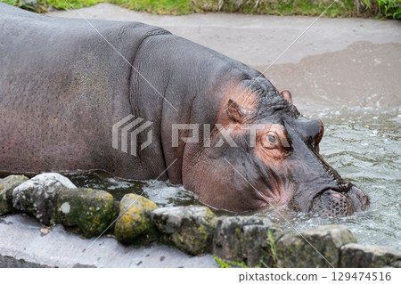 河馬和歌山冒險世界 河馬和歌山冒險世界 129474516