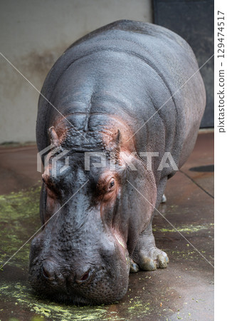 Hippopotamus Wakayama Adventure World 129474517