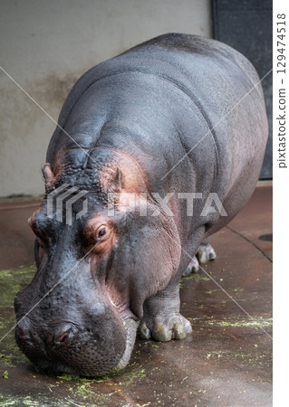 Hippopotamus Wakayama Adventure World Hippopotamus Wakayama Adventure World 129474518