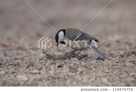Great tits collecting nesting material from animal hair 129474759
