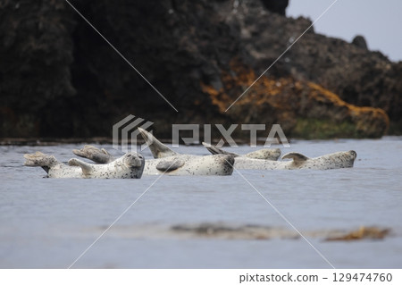 一隻斑海豹在淺水中休息 129474760
