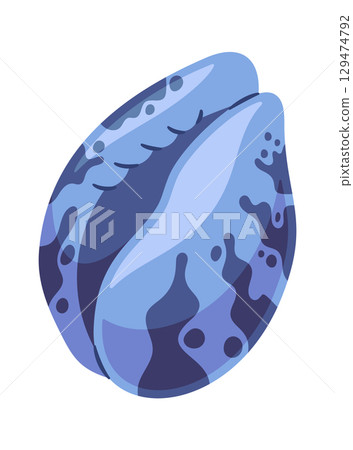 Cowrie sea shell marine decoration 129474792