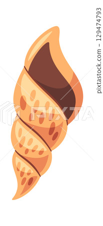 Ornate seashell exotic cockleshell decoration 129474793