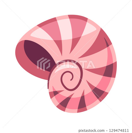 Whelk seashell exotic nautical shell 129474811