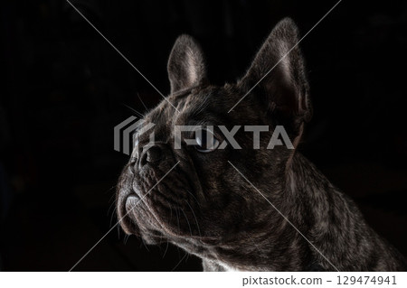 French bulldog 129474941