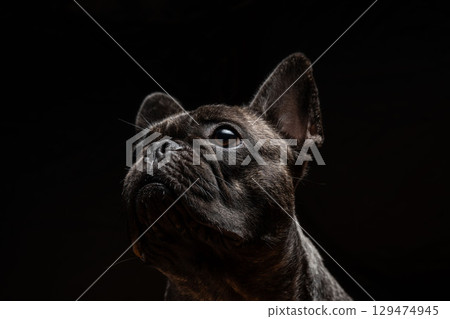 法國鬥牛犬 129474945