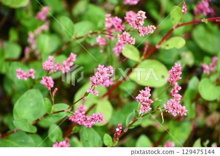 靛藍（indigo）及靛藍染色的原料：靛藍植物 129475144