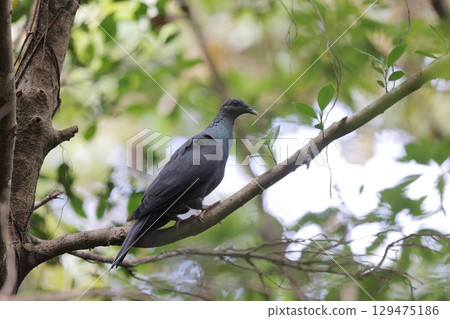 Karasubato Karasubato 129475186