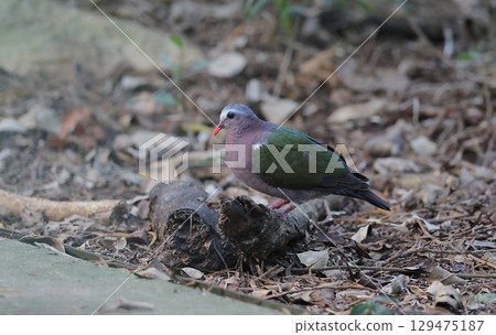 一隻雄性王鴿降落到地面 一隻雄性王鴿降落到地面 129475187