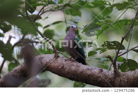 A male king dove hiding in the forest 129475286