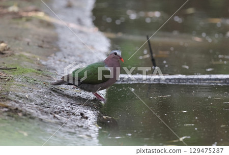 A male golden pigeon arrives at a watering hole 129475287