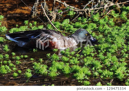 Green water plants and Northern Shoveler Green water plants and Northern Shoveler 129475334
