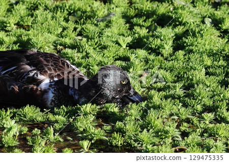 Green water plants and Northern Shoveler Green water plants and Northern Shoveler 129475335