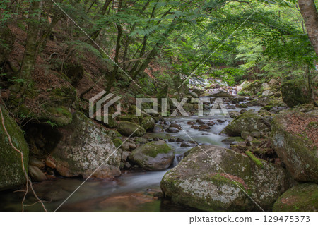 山梨縣本谷川的夏日景色。充滿負離子的療癒森林。 129475373