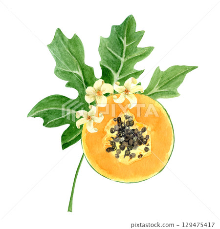 Papaya slice with seeds and flowers watercolor textured illustration isolated on white. The hand-painted tropical fruit clip art is perfect for culinary designs, labels, prints, cards, packages menu 129475417