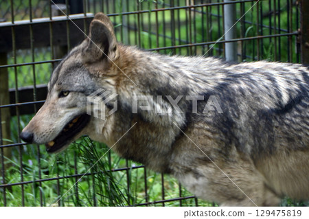 Shinlin Wolf 129475819