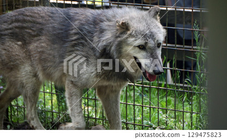 Shinlin Wolf Shinlin Wolf 129475823