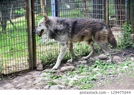 申林狼 申林狼 129475844