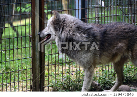 Shinlin Wolf 129475846